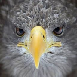Eagles Eleven logo