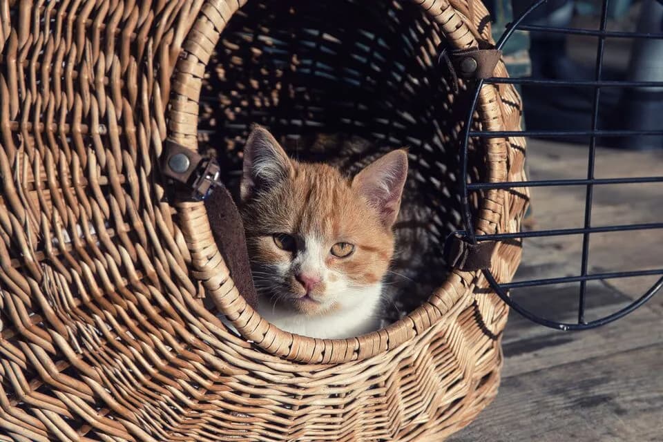 How to Fly With a Cat on a Private Jet Without the Stress