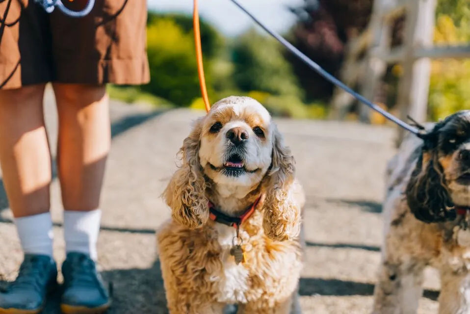What to Pack in a Private Jet Pet Travel Kit
