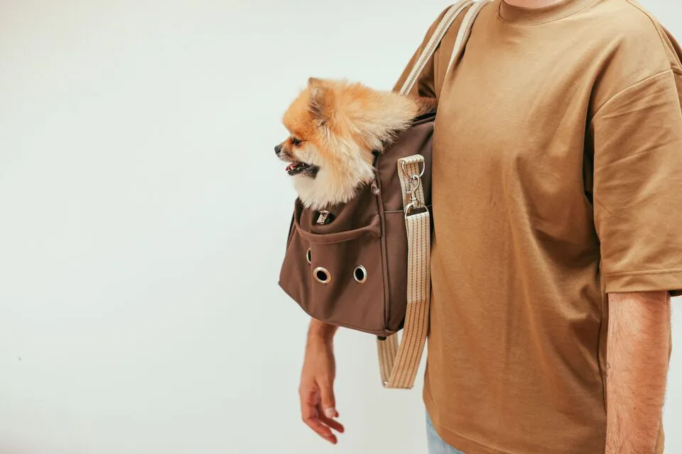 Flying With an Emotional Support or Service Animal on a Private Jet