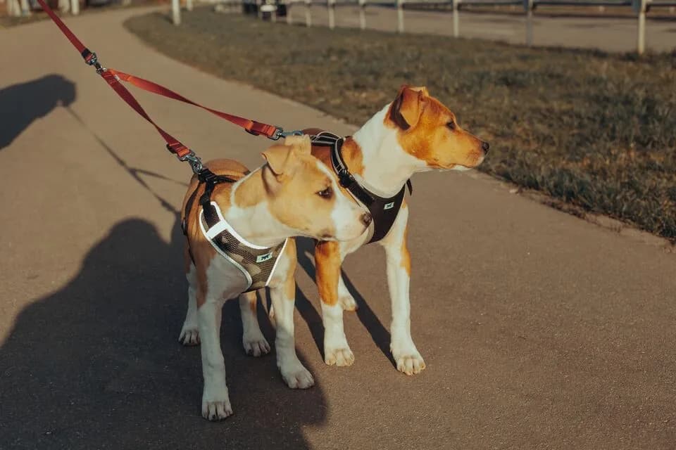 How to Choose Pet-Friendly Private Jet Providers