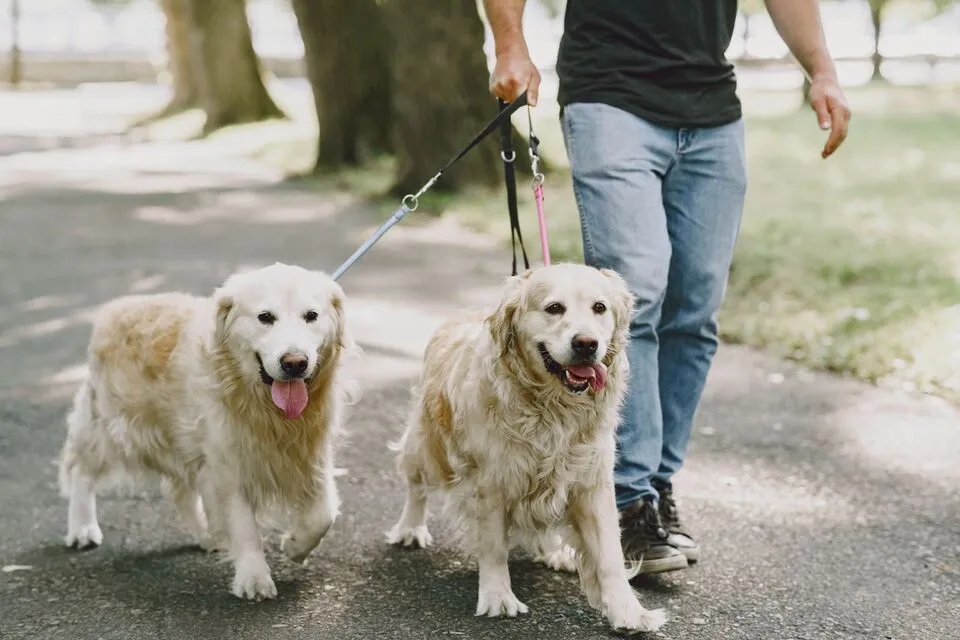 Multi-Pet Households: Planning a Private Jet Trip With Several Animals