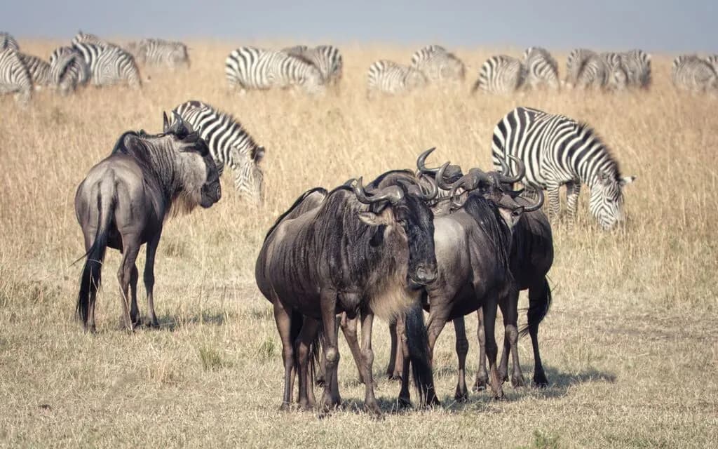 Planning a Private Jet Safari Trip to the Maasai Mara
