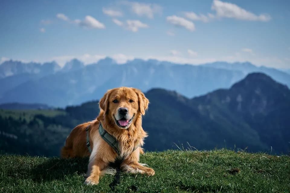 New EU Pet Health Certificate From October 1: What Private Flyers Should Check