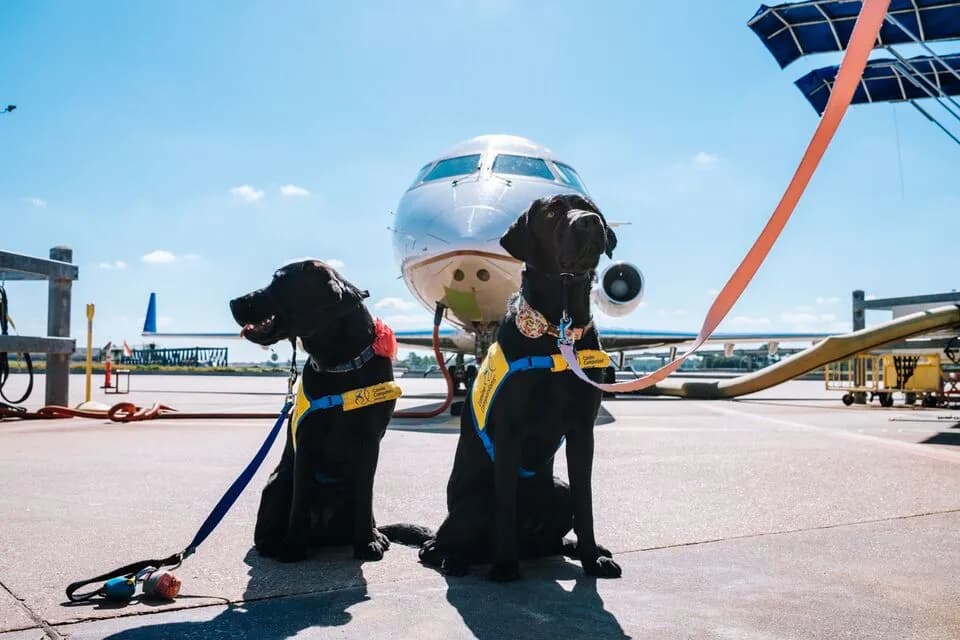 The Private Jet Pet Documents Travelers Should Confirm Before Departure