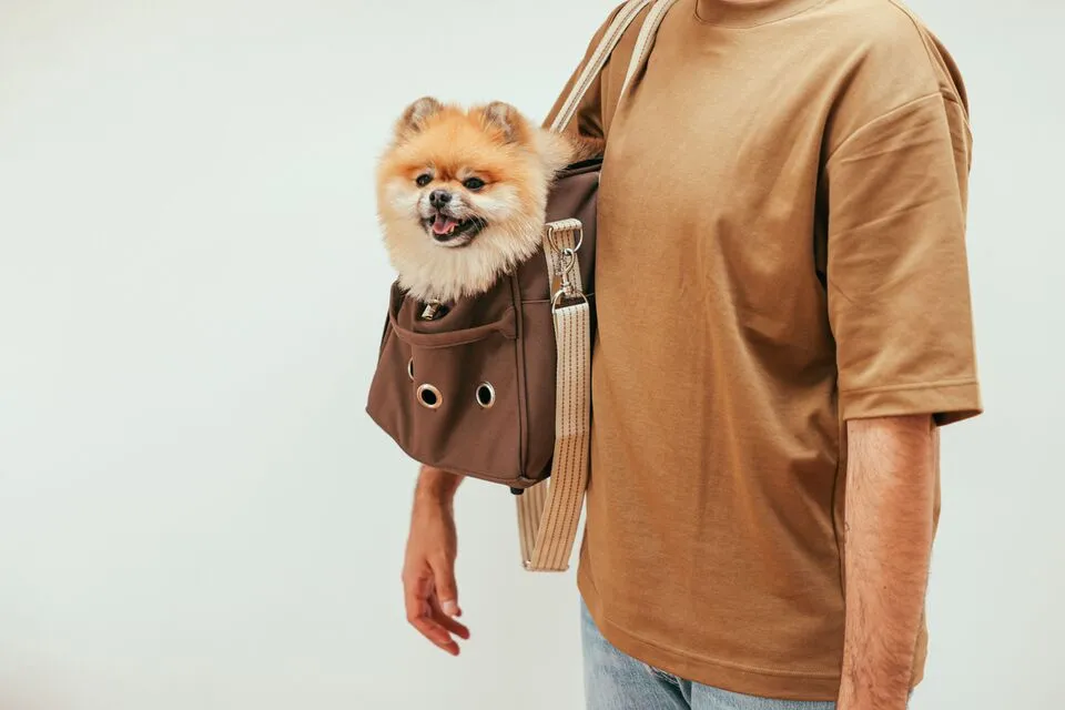 How to Plan an International Private Jet Trip With a Pet
